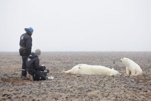 Magnus Anderson and Jon Aars observe a female polar bear and her cub waiting for the tranquilliser to have its full effect so that they can start work taking samples from the bear safely.