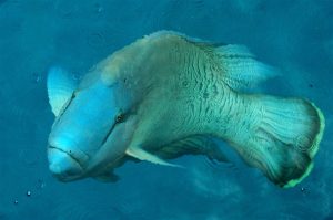 Humphead_Wrasse_photo_Taro_Taylor_Sydney
